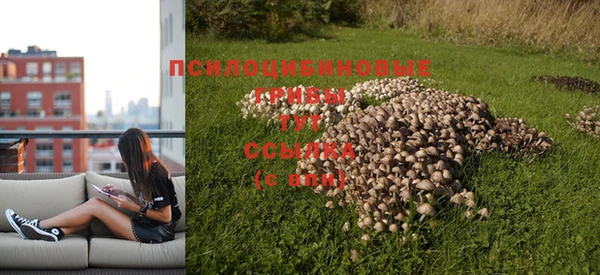 ПСИЛОЦИБИНОВЫЕ ГРИБЫ Горнозаводск