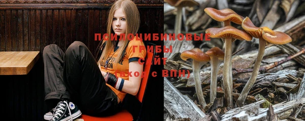 ПСИЛОЦИБИНОВЫЕ ГРИБЫ Горнозаводск